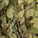 Fouet de bouleau aux herbes - 1