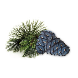 Concentré de parfum pour sauna HARVIA, pin arolle 1 l  Concentré de parfum pour sauna HARVIA, pin arolle 1 l