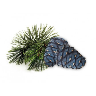 Concentré de parfum pour sauna HARVIA, parfum pin d'Arolla, 1 l