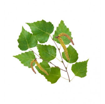 Concentré de parfum pour sauna HARVIA, bouleau nordique 1 l