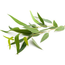 Concentré parfumé pour sauna vapeur SENTIOTEC, eucalyptus 5 l