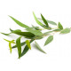 Concentré parfumé pour sauna vapeur SENTIOTEC, eucalyptus 5 l